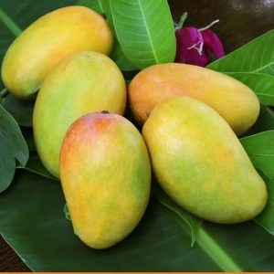 Keshar Mango